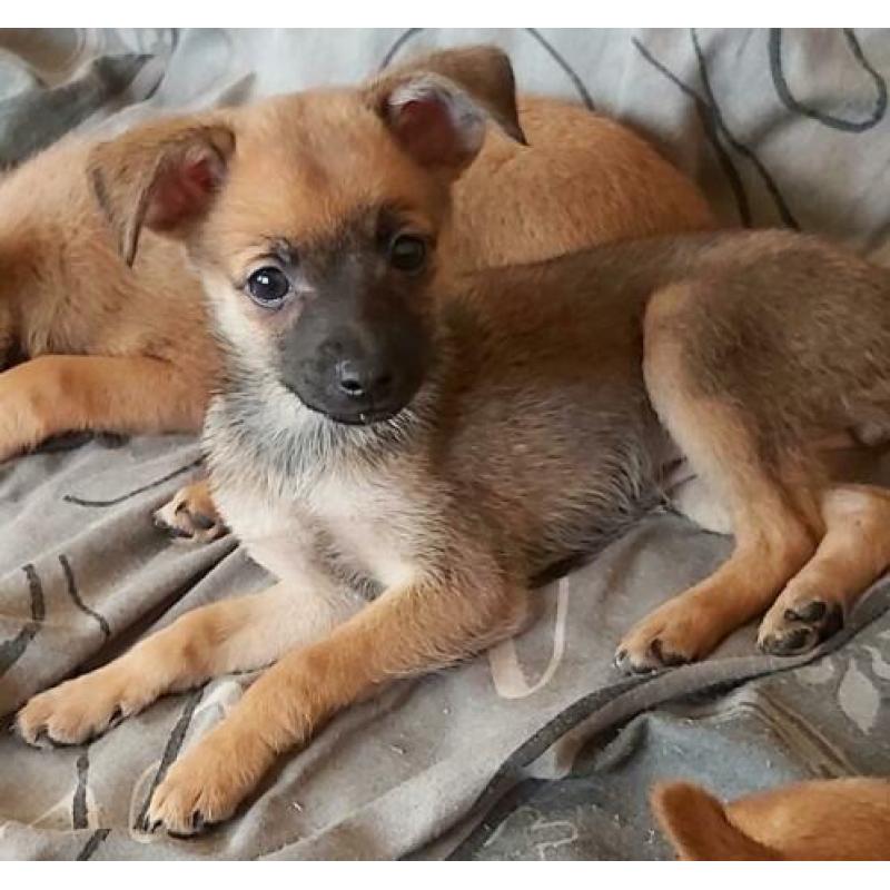 Vrolijke x dwerg pincher (dwergpincher) / pomchi pups