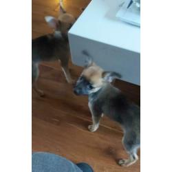Vrolijke x dwerg pincher (dwergpincher) / pomchi pups