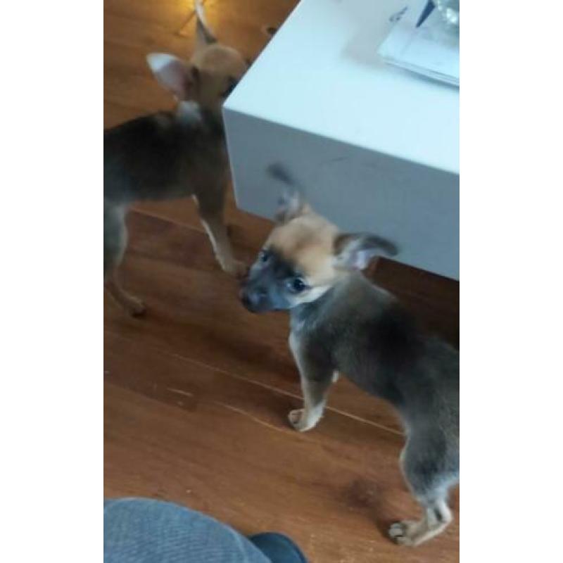 Vrolijke x dwerg pincher (dwergpincher) / pomchi pups