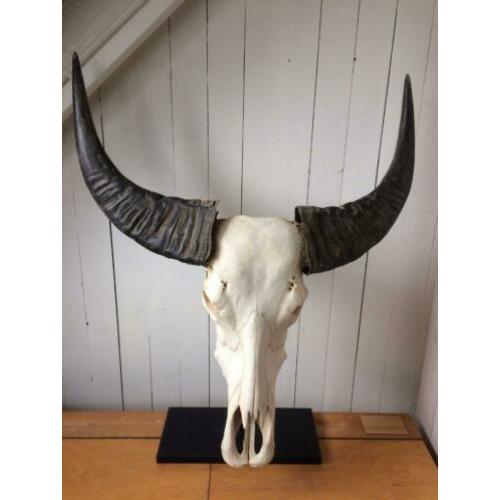 stoere, ruige BUFFELKOP - eyecatcher in je interieur!!