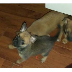 Vrolijke x dwerg pincher (dwergpincher) / pomchi pups
