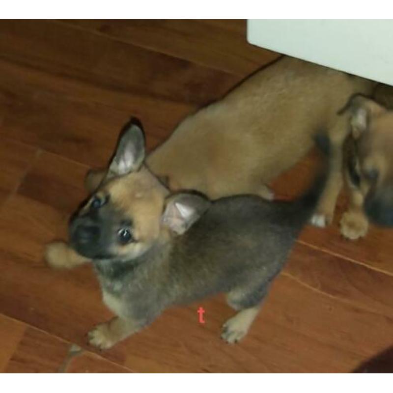 Vrolijke x dwerg pincher (dwergpincher) / pomchi pups