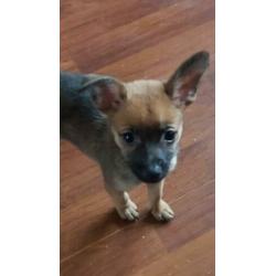 Vrolijke x dwerg pincher (dwergpincher) / pomchi pups