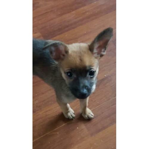 Vrolijke x dwerg pincher (dwergpincher) / pomchi pups