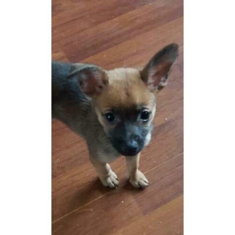 Vrolijke x dwerg pincher (dwergpincher) / pomchi pups