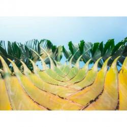 Ravenala Madagascariensis - Reizigersboom art43208