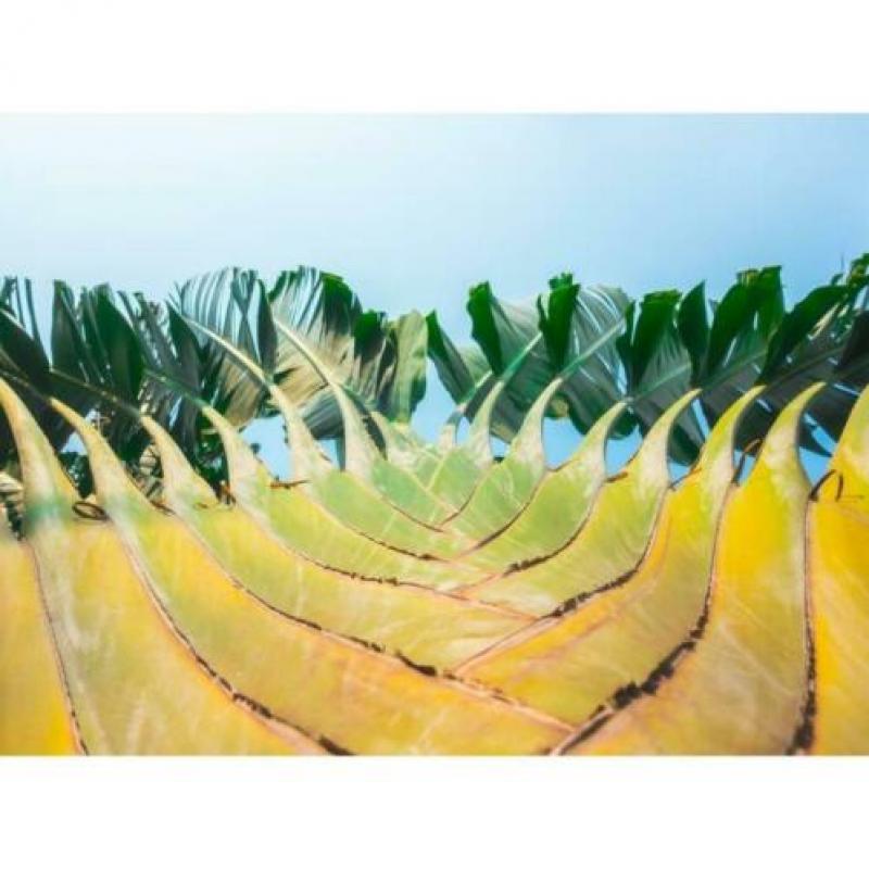 Ravenala Madagascariensis - Reizigersboom art43208