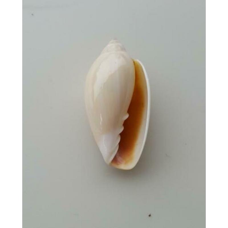 Schelpen