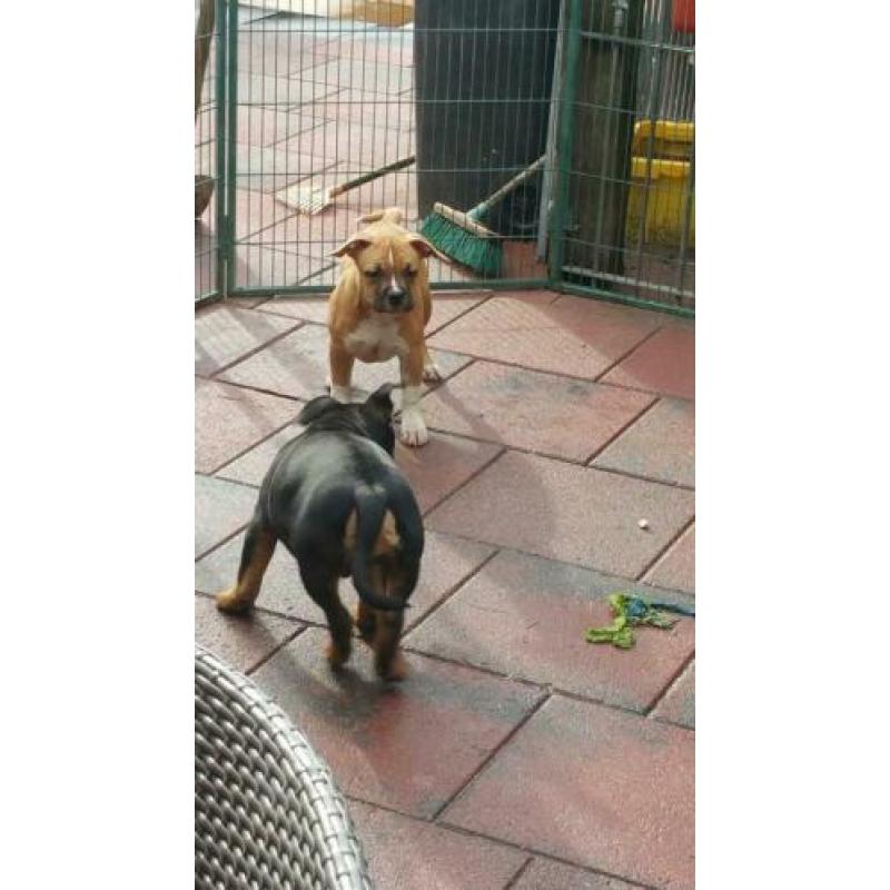 American bully puppies