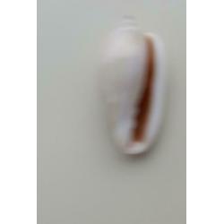 Schelpen