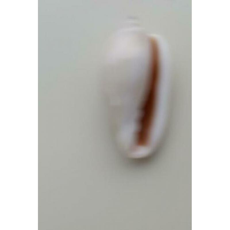 Schelpen