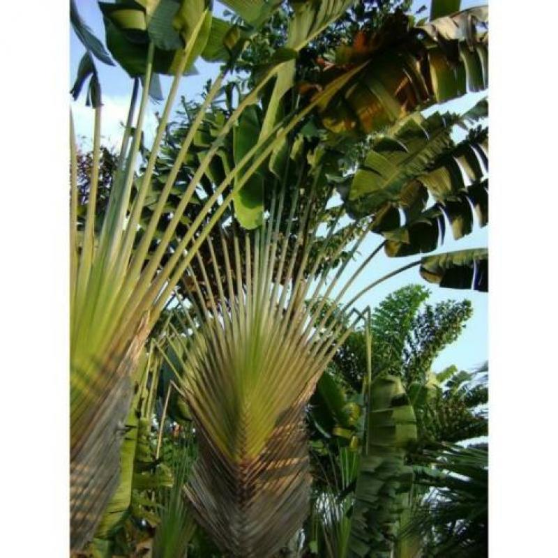Ravenala Madagascariensis - Reizigersboom art43208