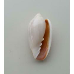 Schelpen