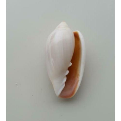 Schelpen