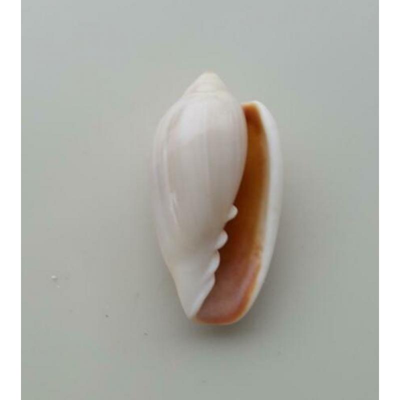 Schelpen