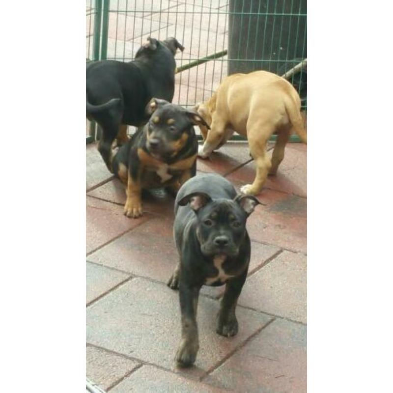 American bully puppies