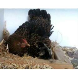 Broedeieren barnevelder dubbelgezoomd