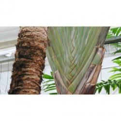 Ravenala Madagascariensis - Reizigersboom art43208