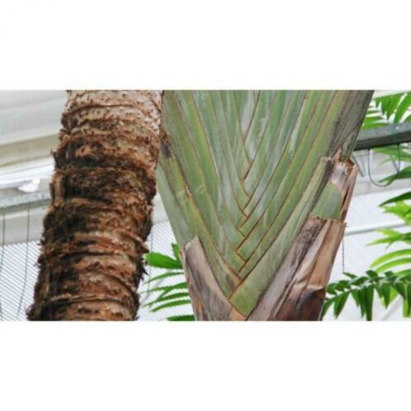 Ravenala Madagascariensis - Reizigersboom art43208