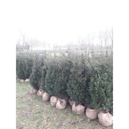 Taxus baccata haagplanten.