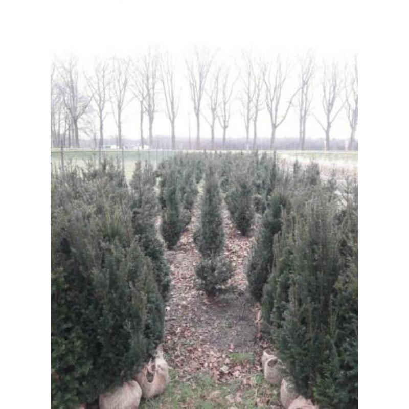 Taxus baccata haagplanten.