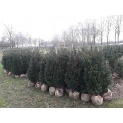 Taxus baccata haagplanten.