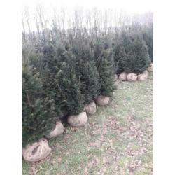 Taxus baccata haagplanten.