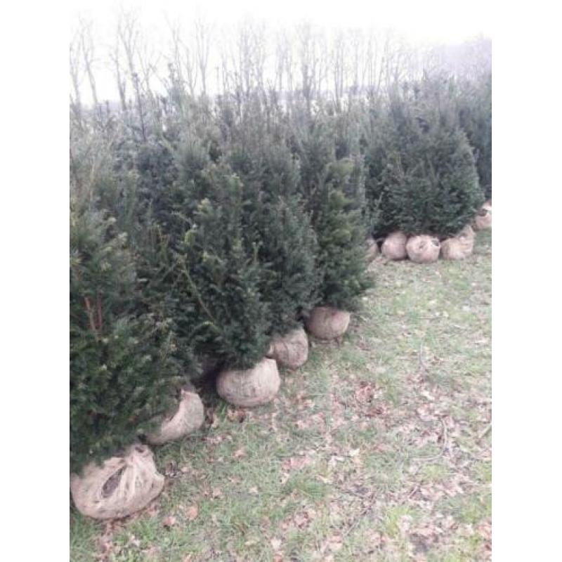Taxus baccata haagplanten.