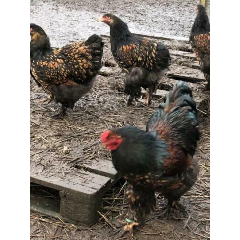 Brahma broedeieren