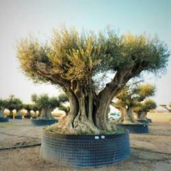 Olea Europea - Olijfboom - Alle Soorten 400-600cm art49767