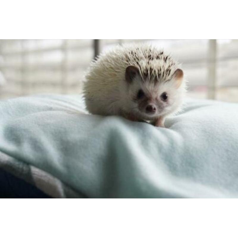 Witbuikegeltje zoekt nieuw thuis