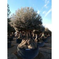 Olea Europea - Olijfboom - Alle Soorten 400-600cm art49767