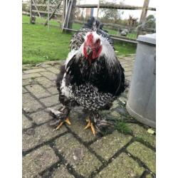 Brahma broedeieren