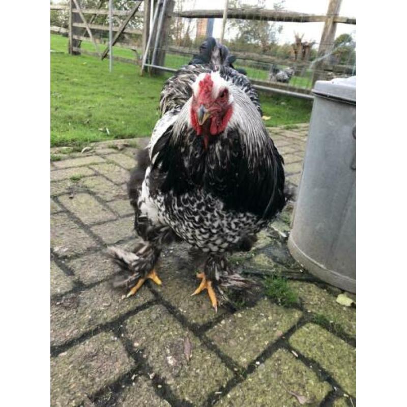 Brahma broedeieren