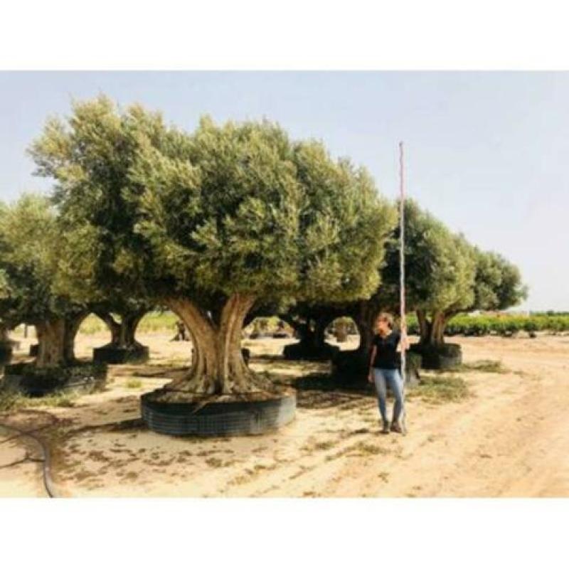 Olea Europea - Olijfboom - Alle Soorten 400-600cm art49767