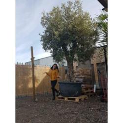 Olea Europea - Olijfboom - Alle Soorten 400-600cm art49767