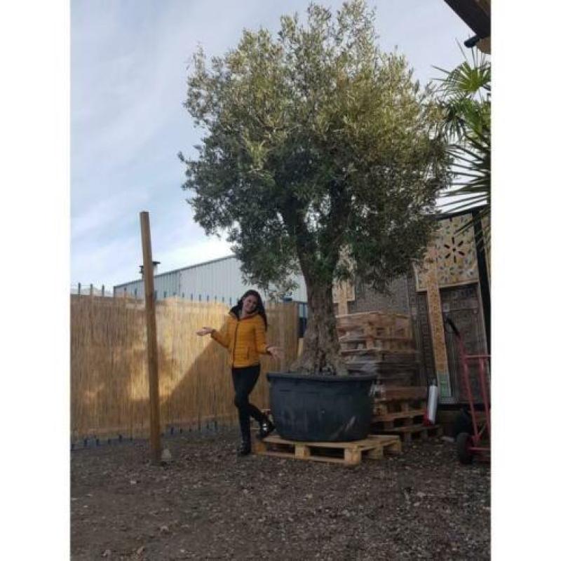 Olea Europea - Olijfboom - Alle Soorten 400-600cm art49767