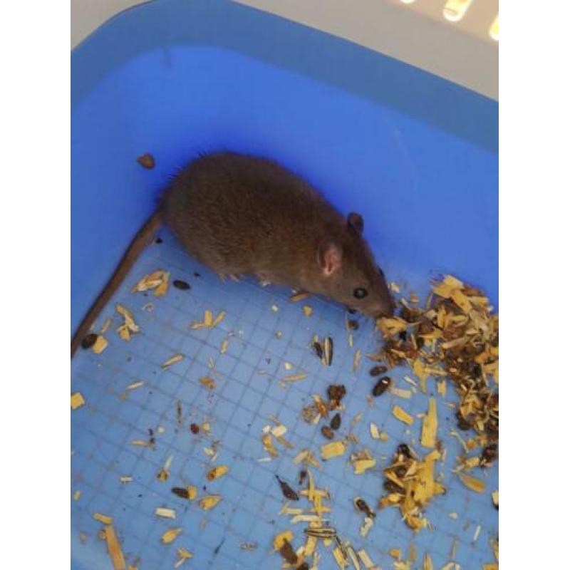 Jonge tamme ratjes