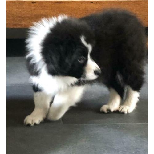 Gave kleine zwart/witte reu keeshond kruising/ pomeriaan pup