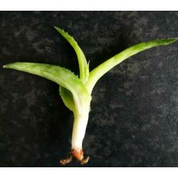 Aloe vera jurassic spider stekje, plant, kamerplant