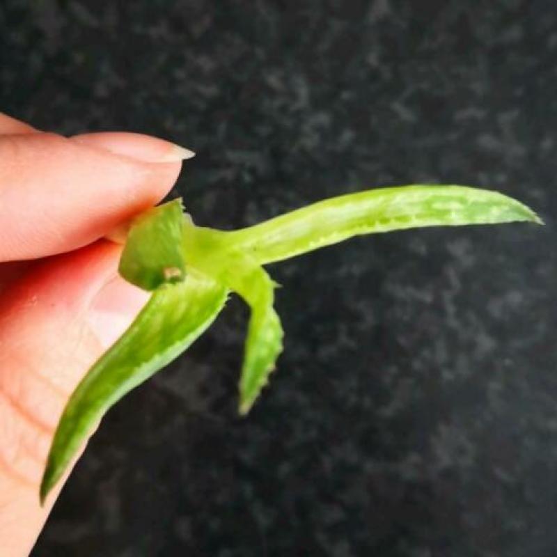 Aloe vera jurassic spider stekje, plant, kamerplant