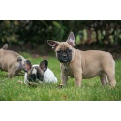mooie FRANSE BULLDOG PUPS gechipt + garantie