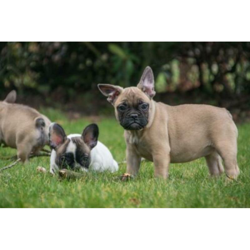 mooie FRANSE BULLDOG PUPS gechipt + garantie