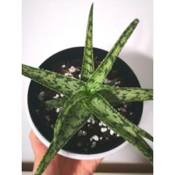 Aloe vera jurassic spider stekje, plant, kamerplant