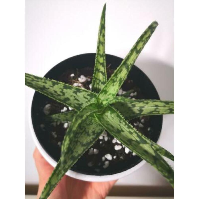 Aloe vera jurassic spider stekje, plant, kamerplant