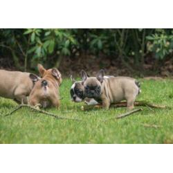 mooie FRANSE BULLDOG PUPS gechipt + garantie