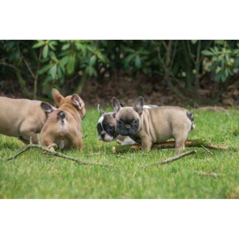 mooie FRANSE BULLDOG PUPS gechipt + garantie