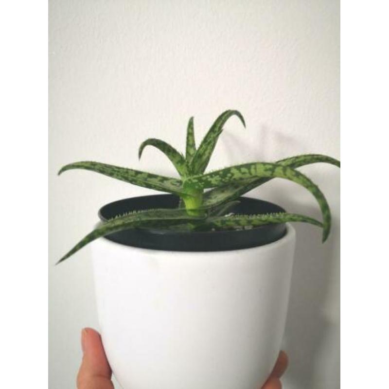 Aloe vera jurassic spider stekje, plant, kamerplant