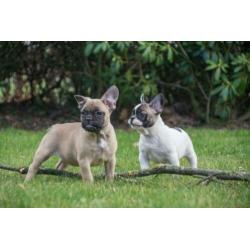 mooie FRANSE BULLDOG PUPS gechipt + garantie