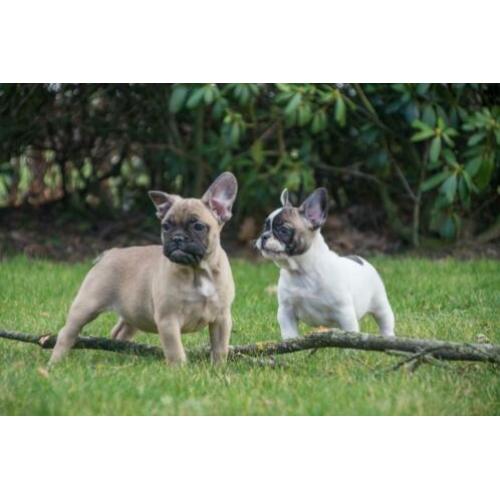 mooie FRANSE BULLDOG PUPS gechipt + garantie